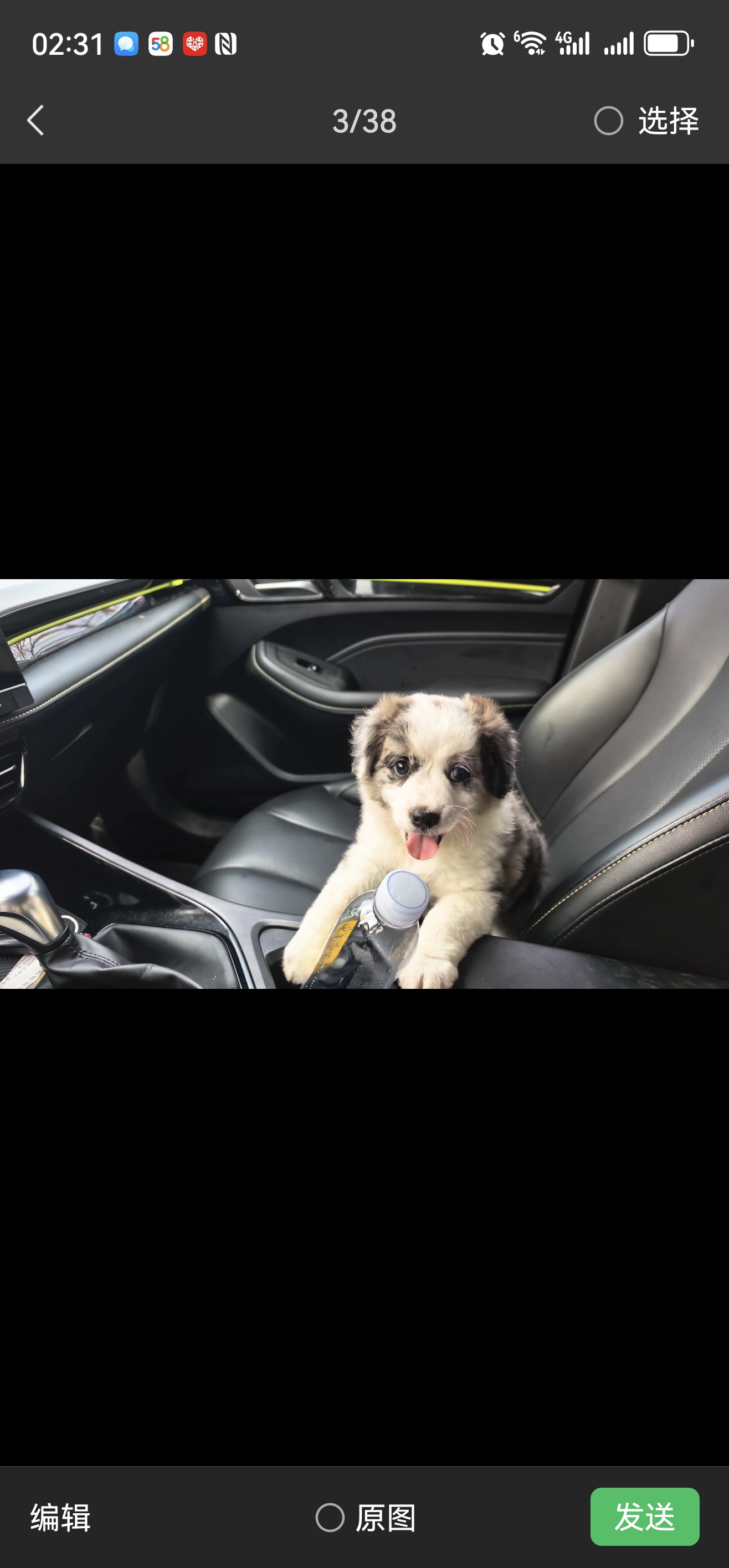 边境牧羊犬